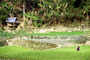 laos -  muang khua - field workers 2.jpg